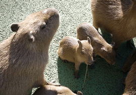 伊豆シャボテン動物公園