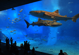 沖縄美ら海水族館