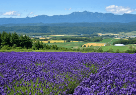 日の出ラベンダー園