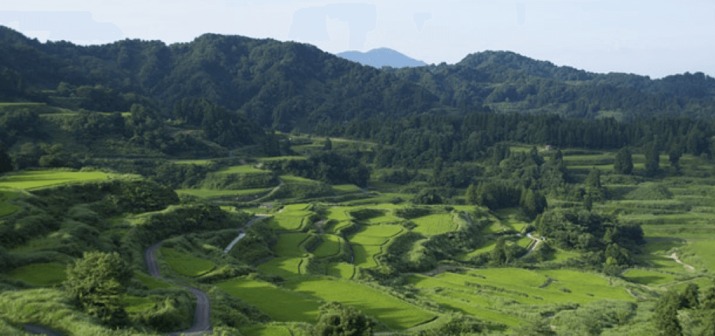星峠の棚田